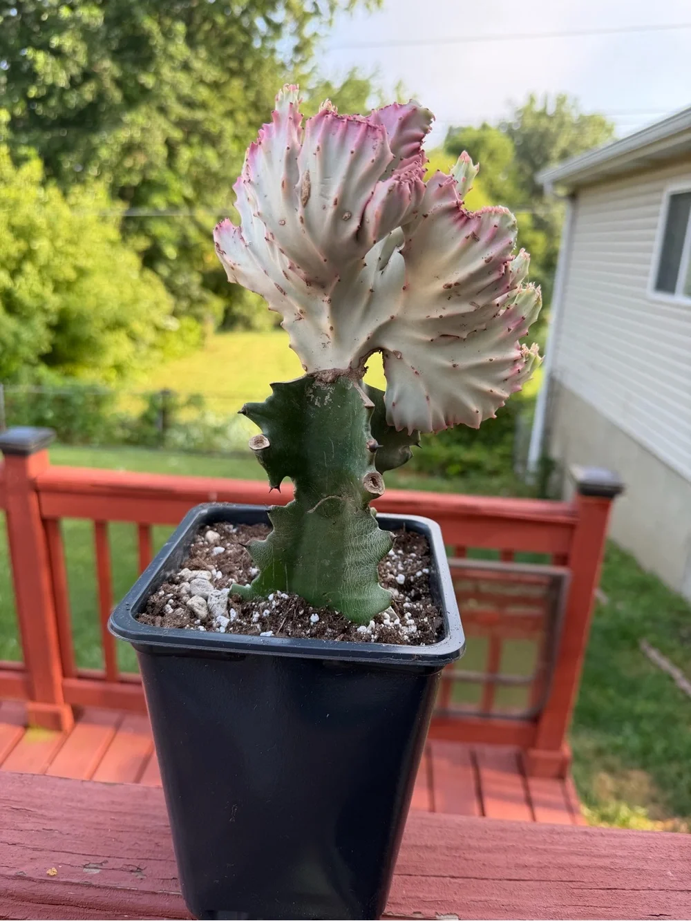 Variegated Pink and Green Mermaid/Coral Cactus - Home Accents